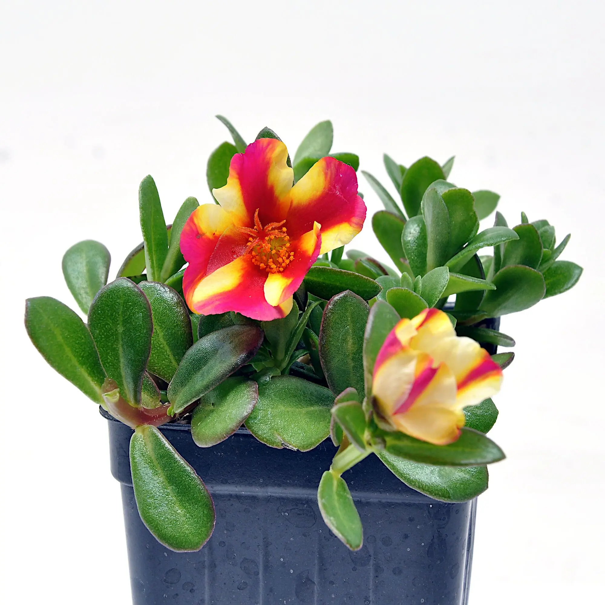 Portulaca oleracea Seaglass, Watermelon Punch, Moss Rose Flowering Plant
