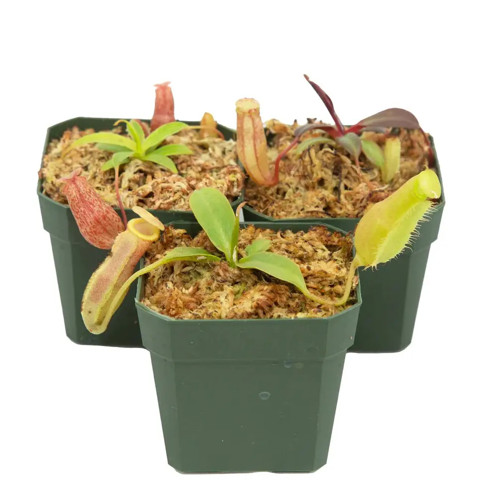 Tropical Pitcher Plant Plugs - Nepenthes hybrids - Bug-Eating Carnivorous Plants - Live Arrival - 3" Pot & Soil Included - Predatory Plants