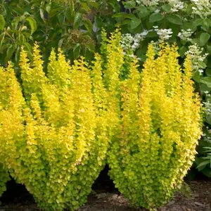 Sunjoy Gold Pillar® Barberry