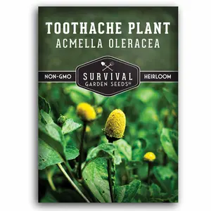 Toothache Plant Seeds - Electric Daisy