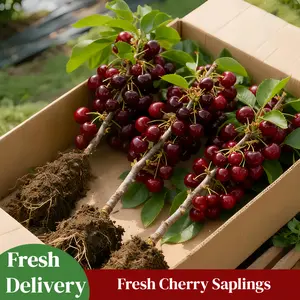 Live Cherry Tree Plant | Sweet Fruit Tree for Home Garden | Cold Hardy & Easy to Grow