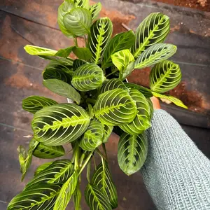 Lemon lime maranta prayer plant 6 inch pot