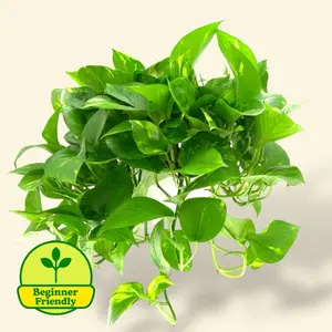 Golden Pothos 6” Hanging Basket - Live Hanging Air Purifier Plant