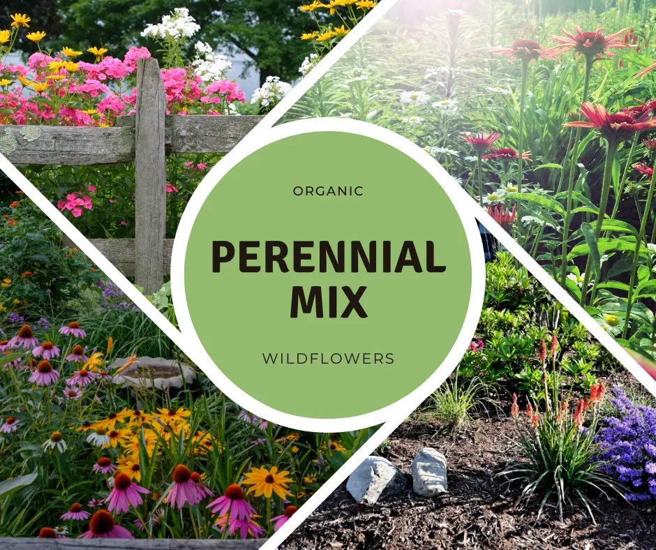 Wildflower Perennial Mix Organic Seeds – Hardy, long-lasting wildflowers for continuous seasonal blooms, supporting biodiversity and natural garden aesthetics.