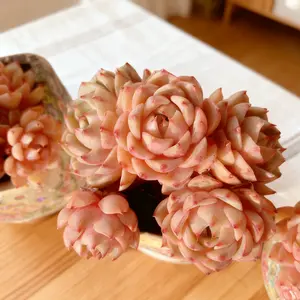 Viral Echeveria ‘Ben Badis’ Succulent – Colorful Live Plant | Bare Root, Easy-Care Aesthetic Plant Gift & Home Decor