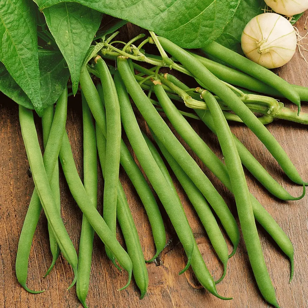 TomorrowSeeds - Provider Green Bean Seeds -  Non GMO Hardy Stringless String Beans Garden Vegetable Seed 2024 Season