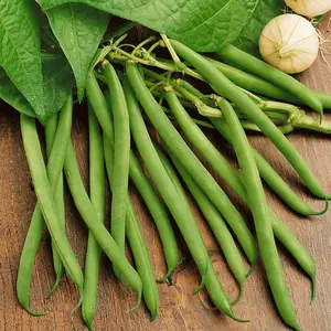 TomorrowSeeds - Provider Green Bean Seeds -  Non GMO Hardy Stringless String Beans Garden Vegetable Seed 2024 Season