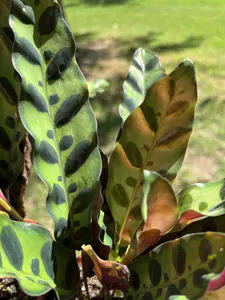 Calathea Lancifolia, Rattle Snake, Live Plant - In 4" pot