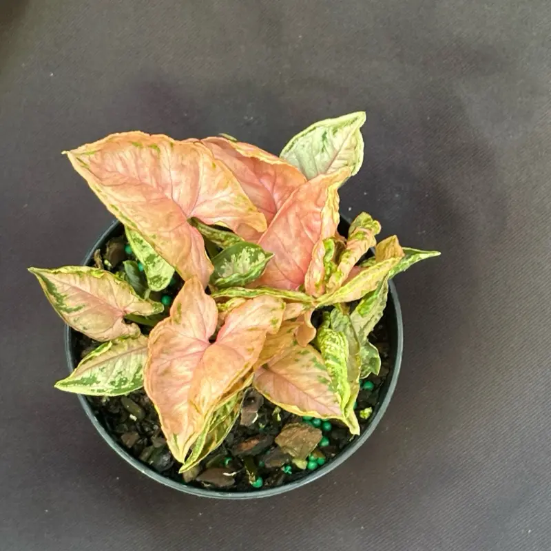 Syngonium Pink Rolli Live Plant, 4-in Pot, Both Indoor-Outdoor Growth, Ideal for Partial Shade