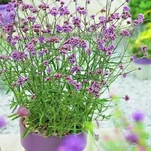 1000pcsPurpletop Vervain Heirloom Seeds - Ideal for Patios, Containers, and Gardens, Tolerant to Drought, Heat & Cold, Attracts Pollinators