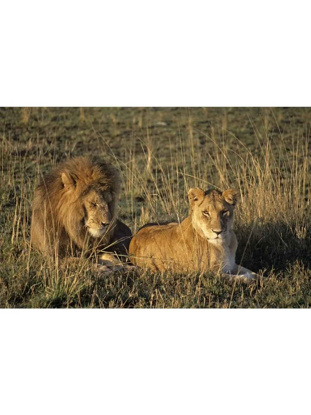 Artistic Male & Female Lion Photo Wall Decor Poster Print - Masai Mara Game Reserve Kenya, Large 34x22in, Ideal Home Decor Gift