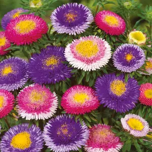 Aster Seeds Powderpuff Mixed - Approx  Flower Seeds - Premium Non-GMO, Open Pollinated, USA Origin
