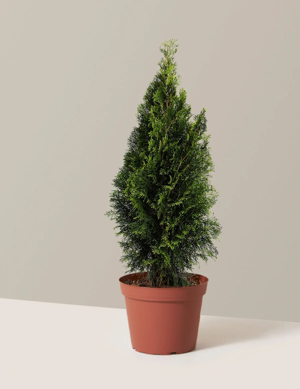 Emerald Green Arborvitae