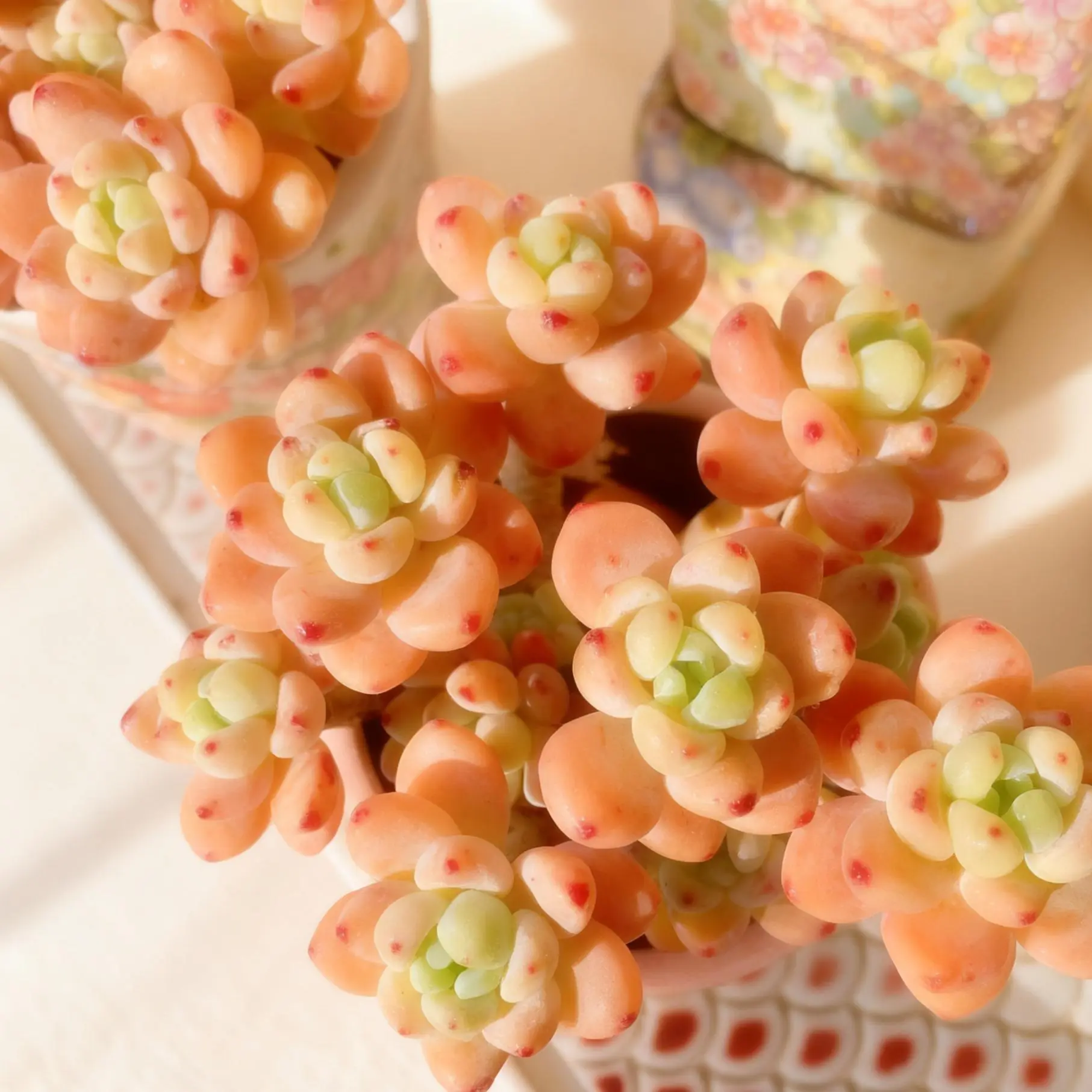 Sedum Clavatum -Head Succulent – Live Plant with Full, Lush Look | Easy Care & Perfect for Decor Sedum Clavatum -Head Succulent – Live Plant with Full, Lush Look | Easy Care & Perfect for Decor