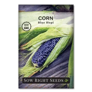 Blue Hopi Corn
