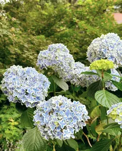 50Pcs French Hydrangea Seeds Pastel Tones Flower Seeds for Home Garden Planting Showy Blooms for Cut Flowers DIY Floral Arrangements Gardening Kit