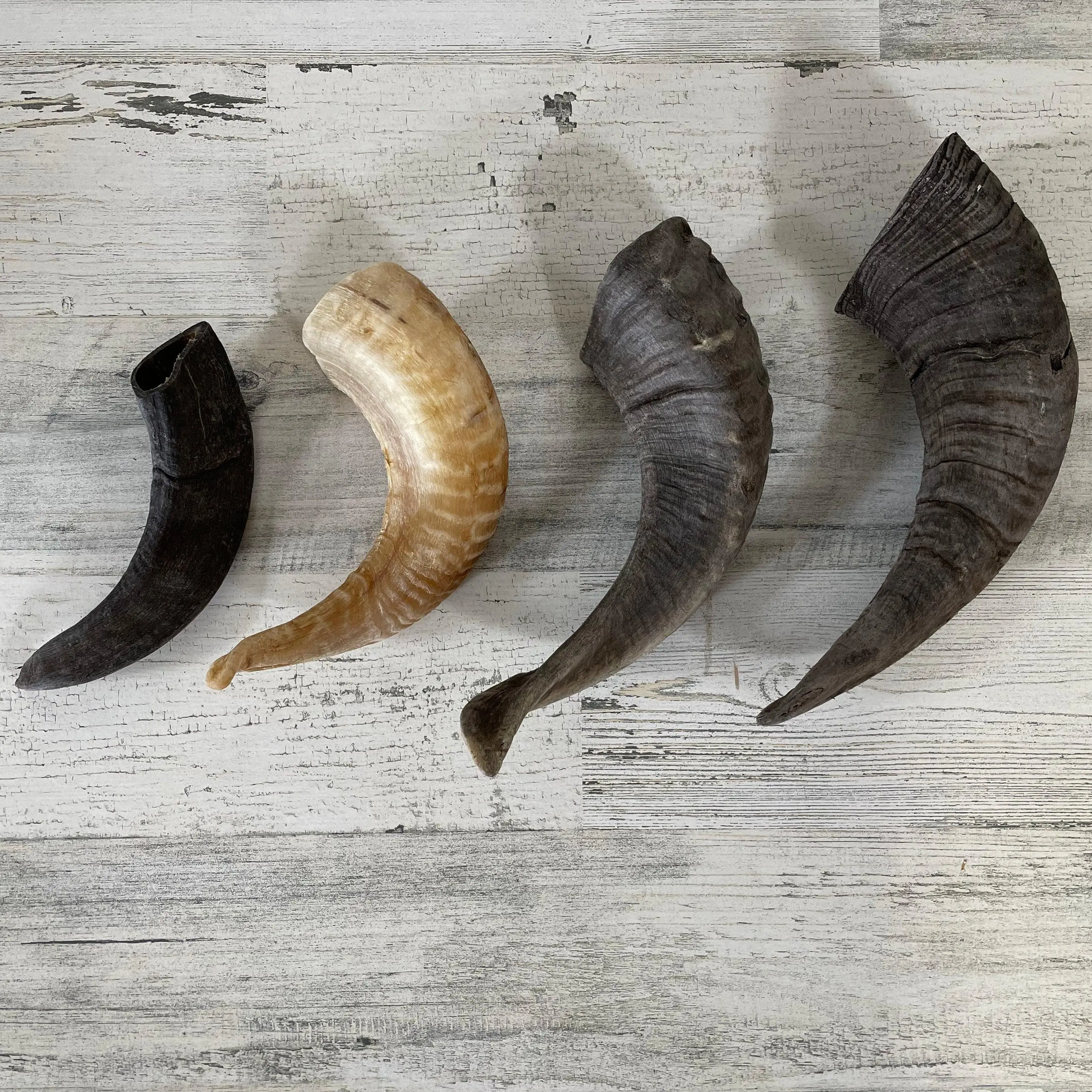 CANOPHERA Sheep Horn Dog Chew