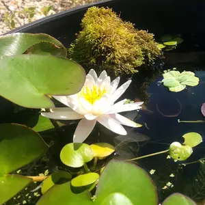 50+ Leaves Buy 2 Get 1 FREE! Amazon Frogbit (Limnobium Spongia) LIVE Aquarium Floating Plants--=%2=- aquatic=%2=----=%2=- plant=%2=-- aquatic house plant aquarium plant fish tank