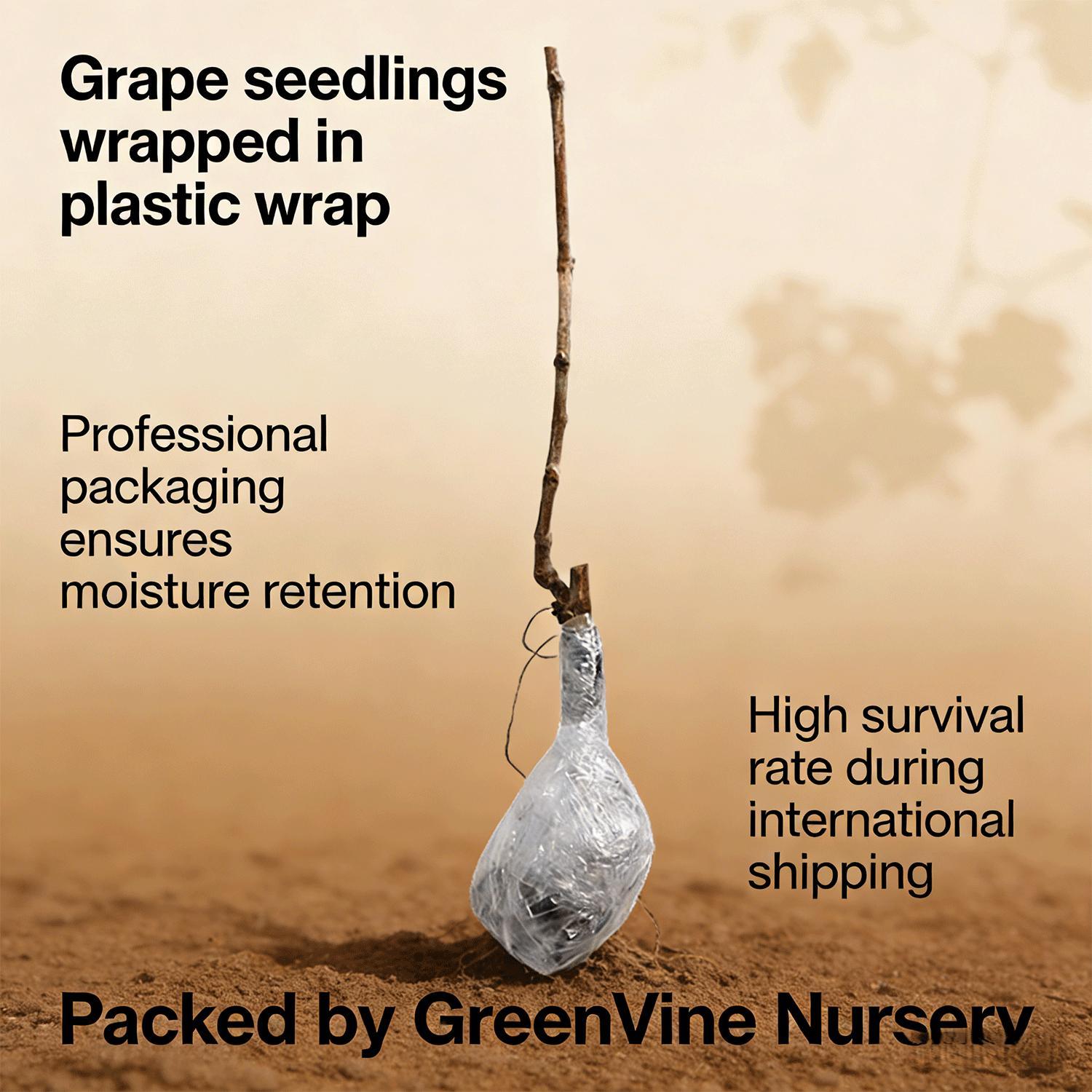 Backyard Gardening Grape Vine Plant Starter, Easy Garden Fruit Plant for Outdoor Growing