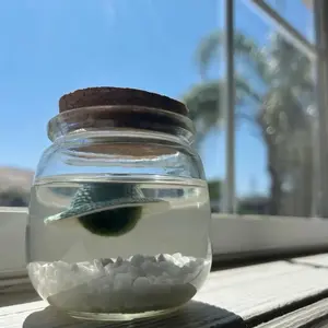 Classic Medium Moss Ball Terrarium, 3" Height, 3" Diameter, Living Biomass Plant for Home Decor, Pet Decoration, Made in USA, Zebra Mussel-Free