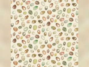 From Little Acorns | Bird Eggs - Cream by Louise Nisbet for Michael Miller Fabrics | DDC12422-CREM