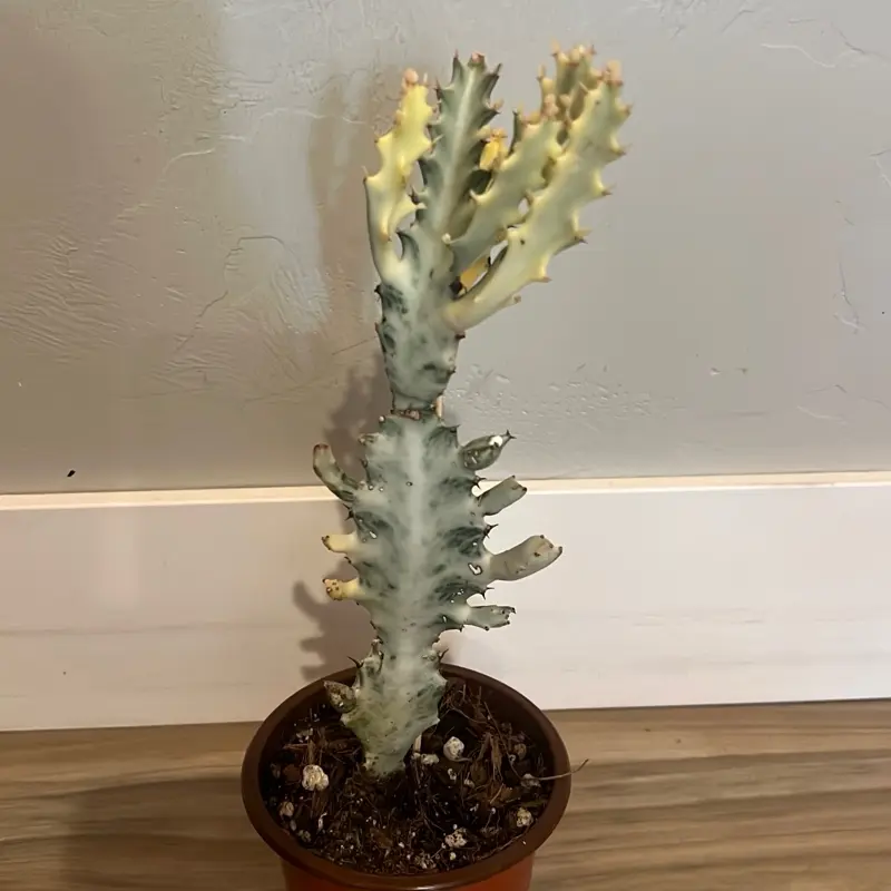 Ghost Cactus Live Plant - Low-Maintenance Indoor/Outdoor Succulent for Home Decor