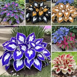 800 Hosta Seeds | Perfect for pots and containers, this easy-to-grow perennial foliage plant is ideal for indoor decoration and outdoor gardens, adding lush greenery with minimal maintenance.