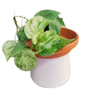 Variegated Heart Leaf Philodendron 2.5 Inch Pot - Natural Green Leaves with Unique Variegation