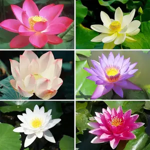 20 Bonsai Bowl Lotus Seeds - Water Lily Flower Plant - Finest Viable Aquatic Water Features Non-GMO Fresh Garden Seeds Home Planting Ornamental