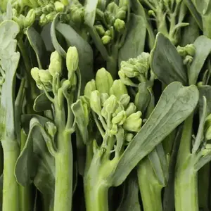 Broccolini Seeds - 25 Small Space Garden Seeds, Ideal for Growing Broccolini Plants