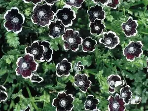 Pennie Black Flowers Seed - Original Seed Packaging