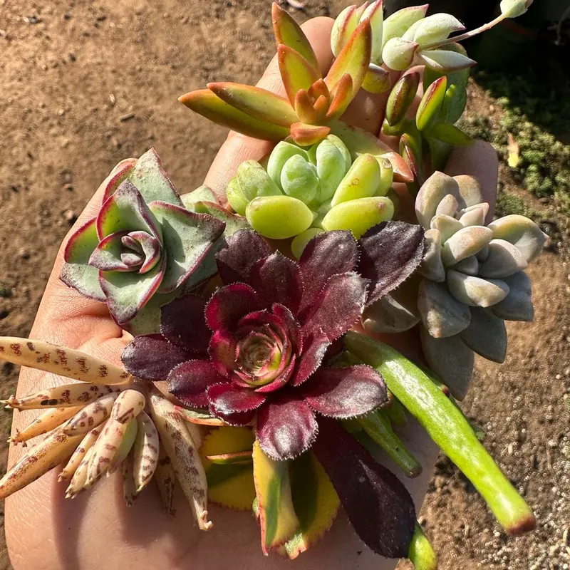 mini succulents bulk near me Home Botanicals Blue/Green Collection Succulent (Collection of 100)