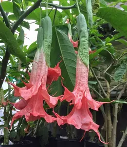 Green River 10 Summer Rose Angel Trumpet Seeds - Tropical Trumpet Flower Seed Pack, Perennial Flower With Vivid Summer Rose Blooms, Fragrant Evening Blossoms, Perfect For Patio Pots, Garden Borders, And Pollinator-Friendly Landscaping