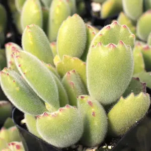 2” Cotyledon tomentosa - Bear's Paw Succulent