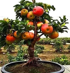 50 Dwarf Bonsai Apple Tree Seeds - FRESH SEEDS - Limited Supply - Order Soon - Thank You