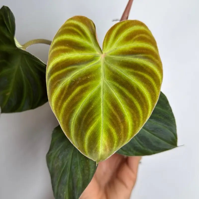 Rare Philodendron Verrucosum 4" pot Plant - Perfect for Indoor Gardens and Greenhouses