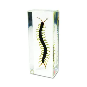 Real Large Centipede Paperweight