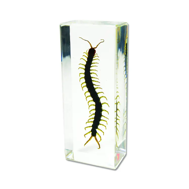 Real Large Centipede Paperweight