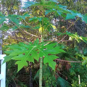 Papaya Trees in Small Pots for Fruit - Perfect for Home Garden