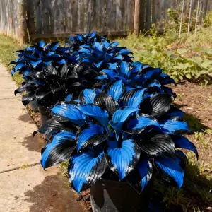 1000Pcs Hosta Seeds – Durable Perennials for Long-Term Garden Beauty