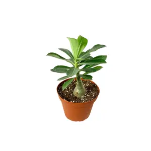 Desert Rose Plant - Live Plants in 4 Inch Pots - Adenium Obesum - Dramatic Low-Water Succulent
