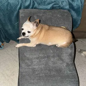 Dog Stairs Ramp for Small Dogs and Cats 5-Step Curved Pet Steps with High-Density Foam for Puppy and Older Cats Indoor Ramp Stairs for Couch High Beds Sofa Chairs Grey