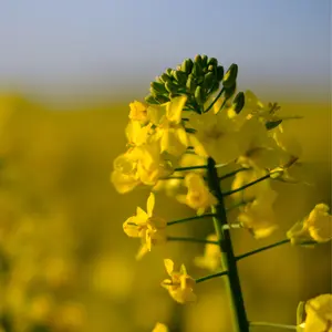 Organic Dwarf Essex Rape Seeds (Brassica napus subsp. rapifera) – 500 Seeds for Cover Crops, Forage, and Soil Health