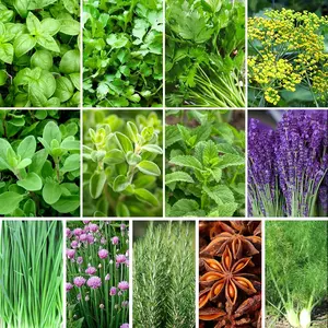 4500+ Herb Seeds for Planting, 10 Varieties Heirloom Culinary Herb Seeds Gift Pack, Non-GMO Herb Seed Garden Kit for Indoor Outdoor Growing, Home