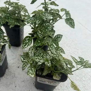 White Polka Dot Houseplant, Worry-Free Use Indoor Garden Decor for Home Improvement Plant Care