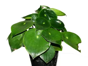 Peperomia polybotrya