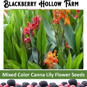 Mixed Canna Bulbs Seed Pack