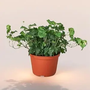 English Ivy Green California House Plant