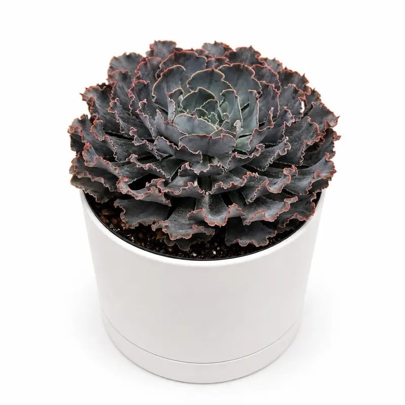 Echeveria Neon 6”in Pot, Breakers Succulent, Indoor/Outdoor Garden Cacti & Succulent Plant for Home Improvement