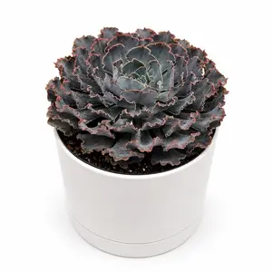 Echeveria Neon 6”in Pot, Breakers Succulent, Indoor/Outdoor Garden Cacti & Succulent Plant for Home Improvement
